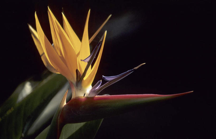 无人,横图,室外,特写,夜晚,正面,鹤望兰,盛开,花蕾,花,花瓣,花朵,鲜花,一朵,黄色,花苞,花蕊,高雅,清新,极乐鸟花,天堂鸟,彩图