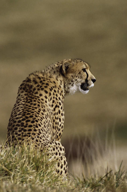 无人,动物园,坐,竖图,室外,白天,旅游,度假,美景,植物,豹子,野生动物,美国,枯萎,朦胧,模糊,景观,枯草,扭头,注视,娱乐,草,一只,背面,黄色,自然,动物,观察,看,转头,享受,休闲,景色,放松,观看,察看,北美,北美洲,关注,加利福尼亚,自然风光,金钱豹,美洲,印度豹,凶猛,加州,圣地亚哥,加利福尼亚州,金州,黄金州,圣地牙哥,圣迭戈,北亚美利加洲,亚美利加洲,文豹,圣地亚哥动物园,圣迭戈动物园,残暴,凶残,猎豹,花豹,豹,坐着,彩图,全身