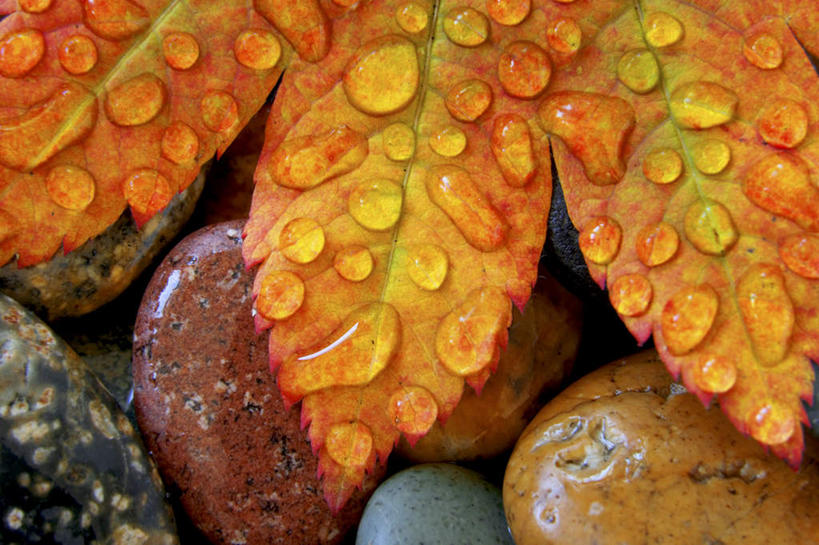 无人,横图,俯视,室外,特写,白天,石头,水,露水,叶子,透明,石子,液体,水滴,枫叶,枯叶,落叶,水珠,黄色,红色,露珠,鹅卵石,生机,枫树叶,剔透,按摩石,灵动,通明,叶,叶片,石块,彩图,高角度拍摄,葡萄槭,藤枫,藤槭,晶莹