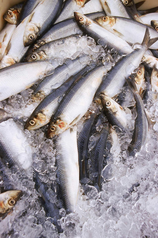 海鲜,无人,竖图,俯视,室外,特写,白天,一堆,许多,堆叠,堆积,冰,冰块,很多,冷冻,水产,海洋生物,寒冷,冷藏,堆,鲱鱼,冰冷,水生动物,海产品,水生物,海底动物,保鲜,太平洋鲱鱼,半身,彩图,高角度拍摄
