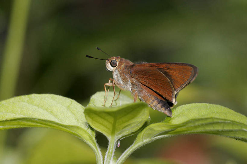 无人,站,横图,室内,特写,白天,侧面,美景,植物,蝴蝶,叶子,朦胧,模糊,昆虫,纹理,景观,绿叶,注视,一只,绿色,自然,动物,观察,看,站着,嫩叶,景色,观看,察看,关注,自然风光,益虫,肌理,弄蝶,银星弄蝶,叶,叶片,叶脉,站立,半身,彩图