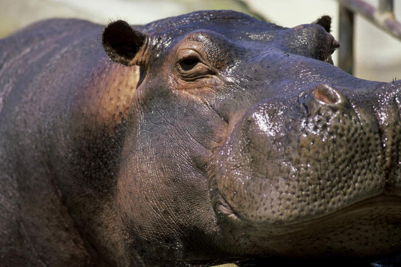 头,无人,横图,室外,特写,白天,正面,哺乳动物,河马,野生动物,哥伦比亚,阴影,朦胧,模糊,光线,影子,注视,一只,阳光,动物,观察,看,南美,观看,察看,南美洲,拉丁美洲,关注,美洲,凶猛,首府,亚美利加洲,南亚美利加洲,哥伦比亚共和国,安第斯大区,安蒂奥基亚省,麦德林,残暴,凶残,头部,半身,彩图