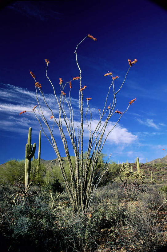 无人,竖图,室外,白天,仰视,旅游,度假,草地,美景,植物,仙人掌,美国,阴影,光线,火焰,影子,景观,云,云朵,草药,云彩,娱乐,中药,草,蓝色,绿色,白云,蓝天,天空,阳光,自然,天,享受,休闲,景色,放松,晴朗,亚利桑那,北美,北美洲,国家公园,自然风光,美洲,药材,中草药,亚利桑那州,中药材,本草,大峡谷之州,牛舌头,北亚美利加洲,亚美利加洲,萨瓜罗国家公园,晴空,玉芙蓉,仙巴掌,火掌,霸王树,彩图,低角度拍摄