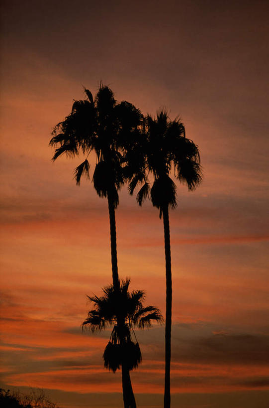 无人,竖图,室外,白天,正面,旅游,度假,美景,日落,植物,棕榈树,叶子,美国,阴影,光线,影子,景观,晚霞,霞光,落日,绿叶,背光,娱乐,树,树木,绿色,阳光,自然,黄昏,享受,休闲,嫩叶,景色,彩霞,放松,生长,成长,北美,北美洲,加利福尼亚,自然风光,美洲,逆光,棕榈叶,加州,圣地亚哥,加利福尼亚州,金州,黄金州,圣地牙哥,圣迭戈,北亚美利加洲,亚美利加洲,夕照,拉霍亚,叶,叶片,夕阳,彩图,斜阳