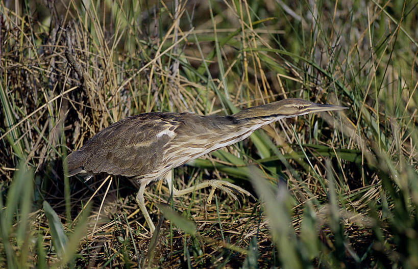 无人,站,横图,室外,白天,侧面,旅游,度假,草地,美景,植物,鸟,巴西,苍鹭,鸟类,景观,注视,娱乐,草,一只,绿色,灰色,自然,观察,看,站着,享受,休闲,景色,南美,放松,湿地,观看,察看,南美洲,拉丁美洲,关注,自然风光,美洲,巴西联邦共和国,亚美利加洲,南亚美利加洲,潘塔纳尔湿地,灰鹳,马托格罗索州,站立,彩图,全身