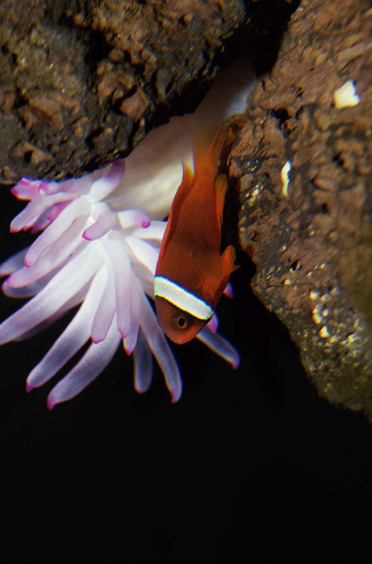 游泳,海鲜,无人,竖图,室外,特写,白天,正面,礁石,石头,海葵,美国,表演,鱼,石子,注视,小丑鱼,水产,鱼类,海洋生物,无脊椎动物,水族馆,观察,看,展示,海底世界,观看,展览,腔肠动物,雀鲷,察看,北美,北美洲,饲养,关注,水生动物,海产品,美洲,海葵鱼,水生物,海底动物,缅因州,收集,北亚美利加洲,亚美利加洲,泅水,缅因,松林之州,三带双锯鱼,双锯鱼,珊瑚虫,拍浮,极地海洋世界,约克县,礁,石块,岩石,半身,彩图,索科