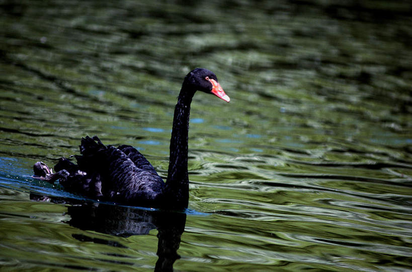 游泳,无人,横图,室外,白天,正面,湖,湖泊,水,鸟,野生动物,天鹅,波纹,鸟类,湖面,水流,水面,涟漪,注视,一只,黑色,水纹,动物,波浪,湖水,观察,看,可爱,观看,察看,关注,水晕,泅水,黑天鹅,拍浮,鹄,彩图,全身
