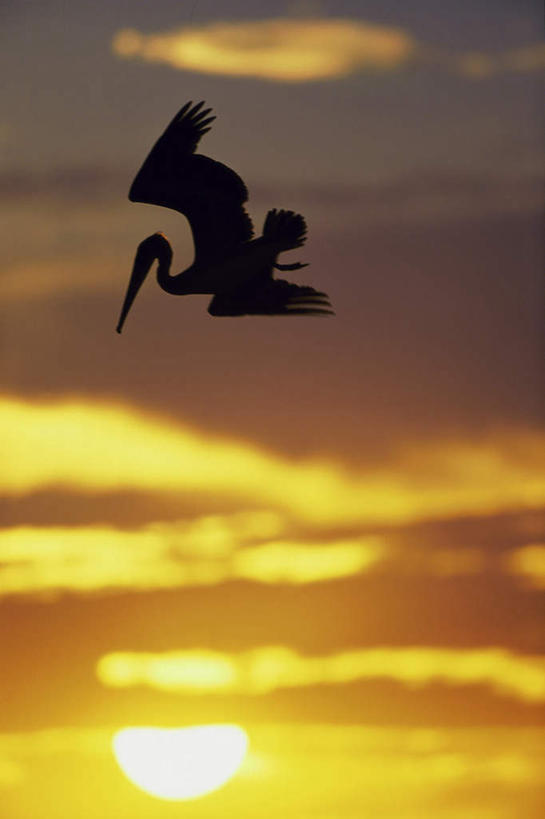 无人,竖图,室外,白天,仰视,日落,鸟,哥斯达黎加,飞翔,伸展,张开,展翅,阴影,飞行,光线,翅膀,鸟类,水鸟,影子,晚霞,霞光,落日,背光,翱翔,注视,飞舞,一只,阳光,黄昏,观察,看,彩霞,观看,察看,北美,北美洲,关注,美洲,逆光,鹈鹕,张开翅膀,塘鹅,北亚美利加洲,亚美利加洲,哥斯达黎加共和国,遨游,漫游,夕照,展开翅膀,褐鹈鹕,夕阳,彩图,低角度拍摄,全身,斜阳