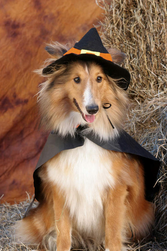 无人,坐,竖图,室外,白天,正面,宠物,狗,帽子,一堆,许多,堆叠,堆积,节日,庆祝,干草,很多,注视,文化,吐舌头,一只,黑色,动物,草垛,观察,看,伸舌头,庆典,吐舌,万圣节,可爱,牧羊犬,观看,纪念,堆,察看,关注,斗篷,边境牧羊犬,忠诚,巫师帽,边境柯利牧羊犬,博德牧羊犬,大氅,干草垛,犬,坐着,半身,彩图