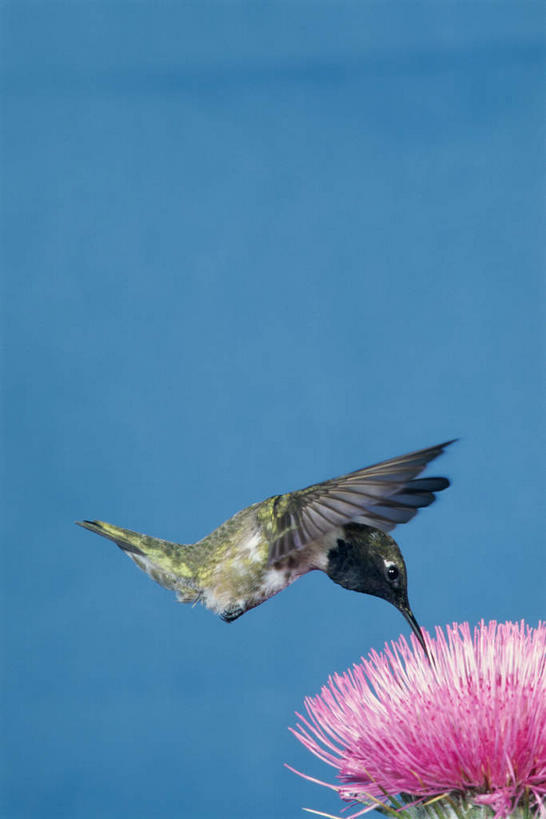 无人,竖图,室内,白天,侧面,蜂鸟,鸟,飞翔,伸展,张开,展翅,蓝色背景,盛开,飞行,翅膀,鸟类,翱翔,花蕾,注视,飞舞,花,花瓣,花朵,鲜花,一朵,一只,粉色,花苞,花蕊,观察,看,摄影,影棚,观看,察看,关注,张开翅膀,遨游,漫游,展开翅膀,黑颏北蜂鸟,彩图,全身,影棚拍摄,拍摄