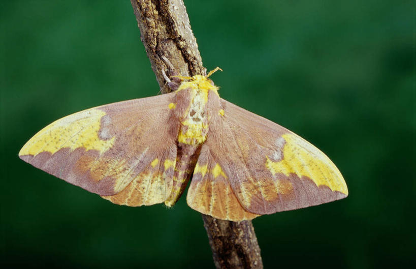 无人,站,横图,室外,特写,白天,伸展,张开,展翅,朦胧,模糊,翅膀,昆虫,树桩,注视,树,树干,一只,背面,动物,观察,看,站着,木桩,观看,察看,蛾,飞蛾,关注,益虫,张开翅膀,蛾子,展开翅膀,帝王蛾,站立,彩图,全身