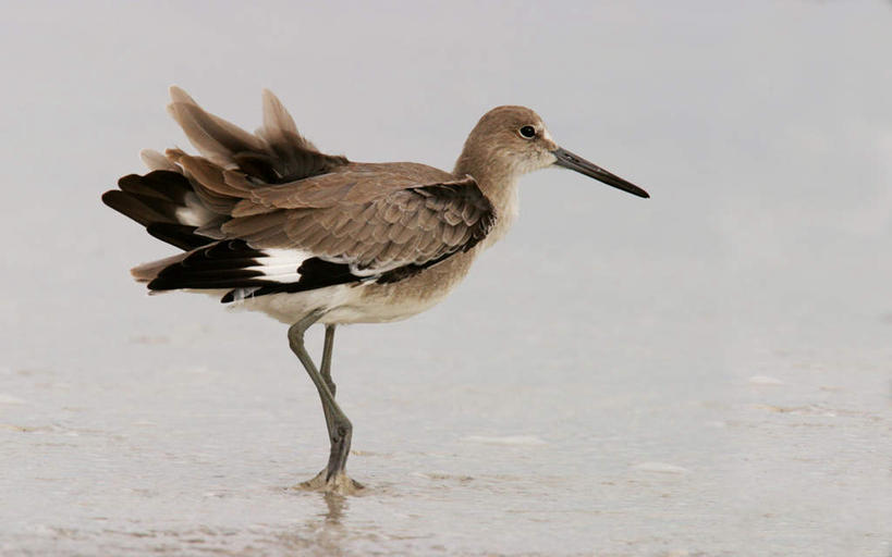 无人,站,横图,室外,白天,侧面,旅游,度假,海浪,海洋,美景,沙滩,鸟,鸟类,沙子,海岸,景观,浪花,沙地,注视,娱乐,自然,海水,观察,看,站着,享受,休闲,景色,放松,观看,察看,关注,自然风光,海景,鹬,大海,风浪,海,海水的波动,海滩,近岸浪,涌浪,站立,彩图,全身,北美鹬