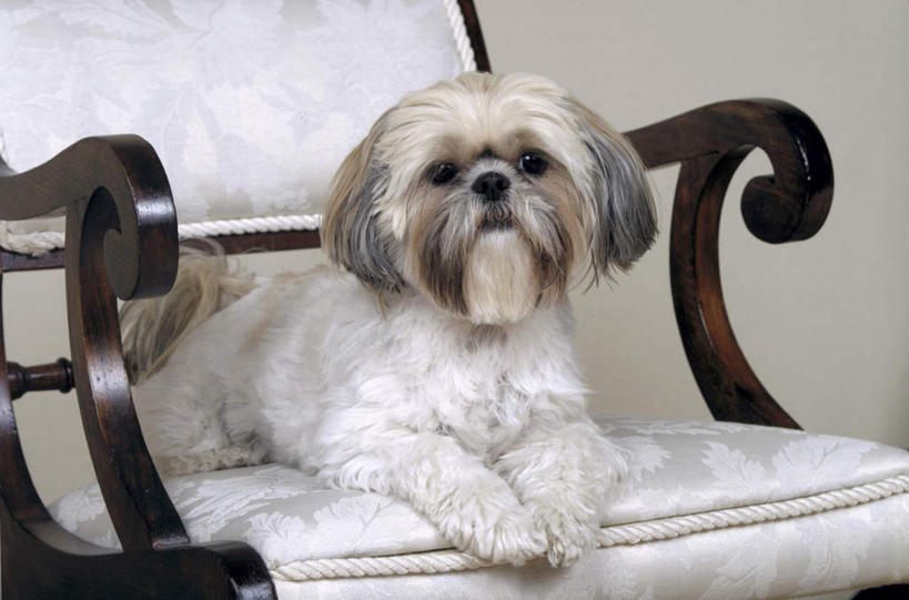 无人,横图,室内,白天,正面,宠物,狗,椅子,木椅,注视,狮子狗,一只,白色,动物,观察,看,趴着,可爱,观看,察看,关注,西施犬,忠诚,赛珠犬,狮子犬,西施狗,犬,趴,彩图,全身