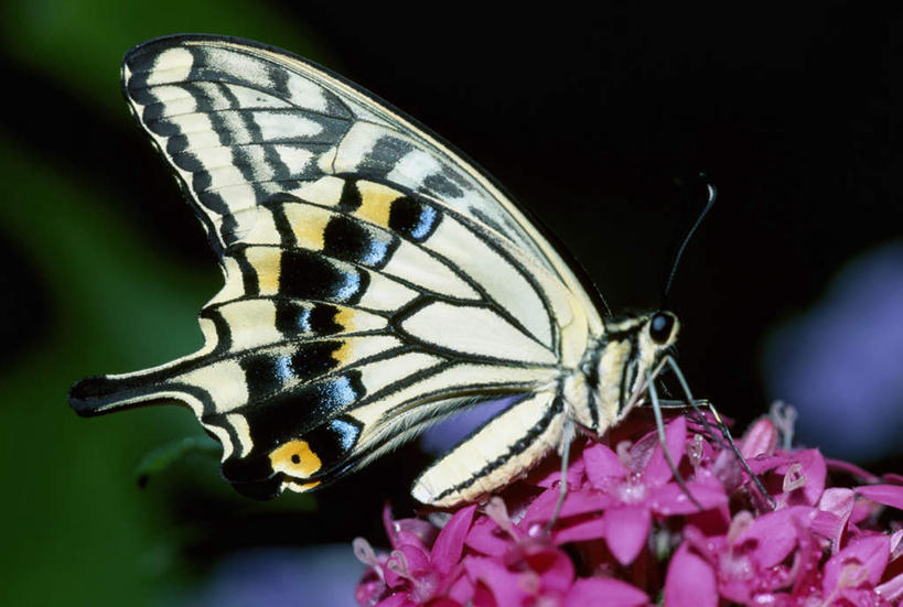 无人,站,横图,室外,特写,白天,侧面,花海,花圃,美景,植物,蝴蝶,叶子,伸展,张开,展翅,朦胧,模糊,盛开,翅膀,昆虫,景观,花蕾,注视,花,花瓣,花朵,花卉,鲜花,一只,绿色,自然,动物,花丛,花束,花田,花苞,花蕊,观察,看,站着,景色,观看,凤蝶,察看,关注,自然风光,益虫,张开翅膀,凤子蝶,橘狗,展开翅膀,站立,彩图,全身