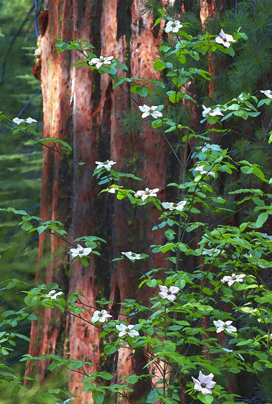 无人,公园,竖图,室外,白天,正面,旅游,度假,美景,森林,树林,植物,美国,盛开,景观,花蕾,娱乐,花,花瓣,花朵,鲜花,树,树木,绿色,自然,花苞,花蕊,享受,休闲,景色,放松,生长,成长,北美,北美洲,国家公园,加利福尼亚,自然风光,约塞米蒂国家公园,美洲,加州,山茱萸,加利福尼亚州,优胜美地国家公园,金州,黄金州,北亚美利加洲,亚美利加洲,山萸肉,山芋肉,蜀酸枣,天木籽,药枣,萸肉,枣皮,美国尤塞米提国家公园,优山美地,约瑟米提国家公园,彩图