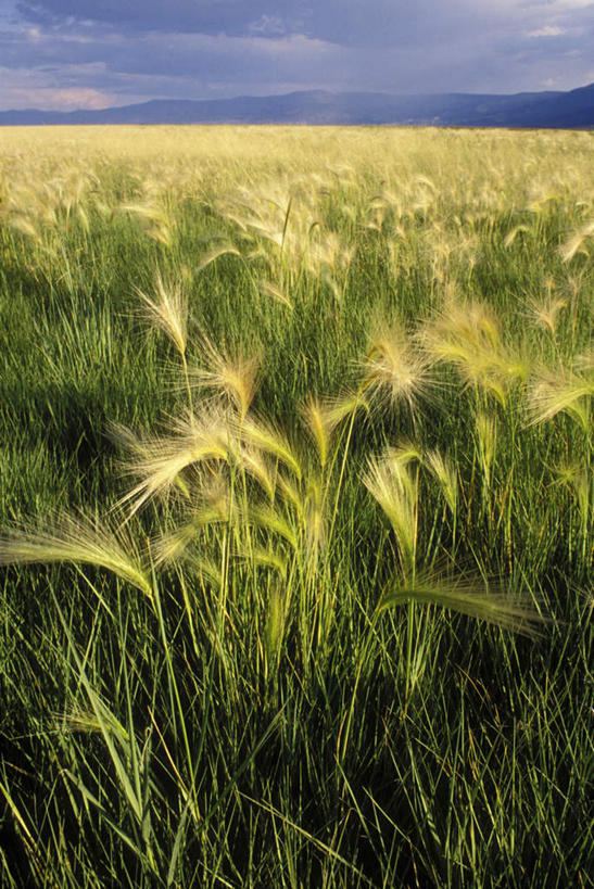 无人,农田,竖图,室外,白天,正面,旅游,度假,庄稼,农作物,美景,植物,美国,阴影,光线,影子,地平线,景观,云,云朵,辽阔,草药,药草,地面,云彩,娱乐,中药,蓝色,白云,蓝天,天空,阳光,自然,天,享受,休闲,广阔,景色,放松,晴朗,一望无际,北美,北美洲,自然风光,延伸,美洲,药材,中草药,俄勒冈州,中药材,本草,俄勒冈,天地相交,北亚美利加洲,亚美利加洲,落日之州,水獭之州,海狸州,无边无际,一马平川,粉绿狐尾藻,狐尾草,晴空,彩图,耕地,庄稼田