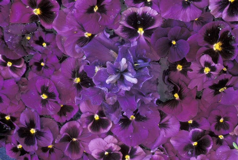 无人,横图,俯视,室外,特写,白天,幸福,神秘,美景,紫罗兰,盛开,景观,清凉,花蕾,花,花瓣,花朵,鲜花,紫色,自然,夏天,花苞,花蕊,景色,优美,庄重,高贵,消极,自然风光,三色紫罗兰,永恒,质朴,美德,冷色,纯爱,孤寂,草紫罗兰,草桂花,彩图,高角度拍摄,奢华