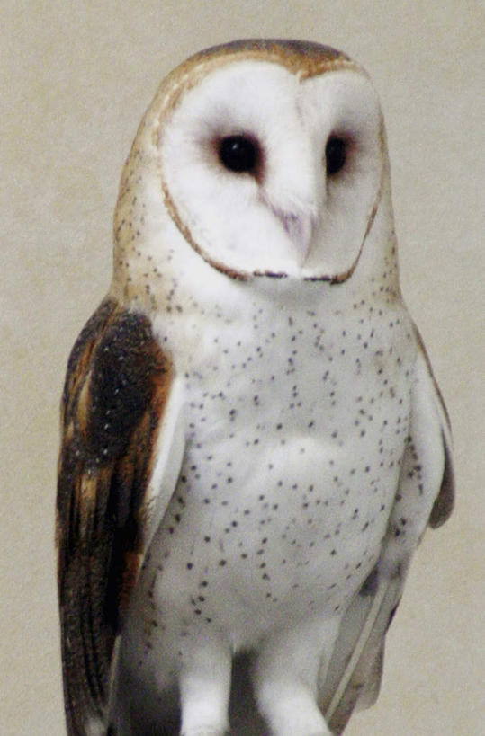 无人,站,竖图,室内,特写,白天,正面,猫头鹰,鸟,野生动物,鸟类,注视,一只,白色,动物,观察,看,站着,摄影,影棚,观看,察看,谷仓猫头鹰,关注,凶猛,残暴,凶残,鸮,枭,站立,半身,彩图,影棚拍摄,拍摄