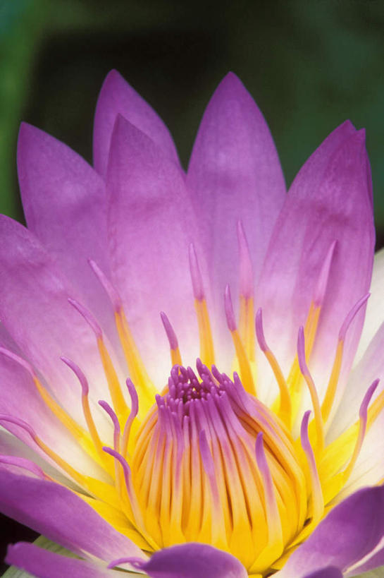 无人,竖图,俯视,室内,特写,白天,睡莲,盛开,花蕾,花,花瓣,花朵,鲜花,一朵,黄色,紫色,花苞,花蕊,纯真,妖艳,水芹花,抒情,洁净,水洋花,子午莲,彩图,高角度拍摄