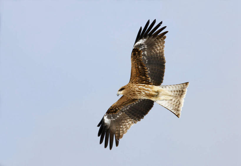 无人,横图,室外,白天,仰视,鸟,野生动物,飞翔,伸展,张开,展翅,阴影,飞行,光线,翅膀,鸟类,影子,翱翔,注视,飞舞,一只,蓝色,蓝天,天空,阳光,动物,天,观察,看,晴朗,观看,察看,关注,凶猛,张开翅膀,万里无云,遨游,漫游,展开翅膀,黑翅鸢,灰鹞子,黑肩鸢,残暴,凶残,晴空,晴空万里,彩图,低角度拍摄,全身