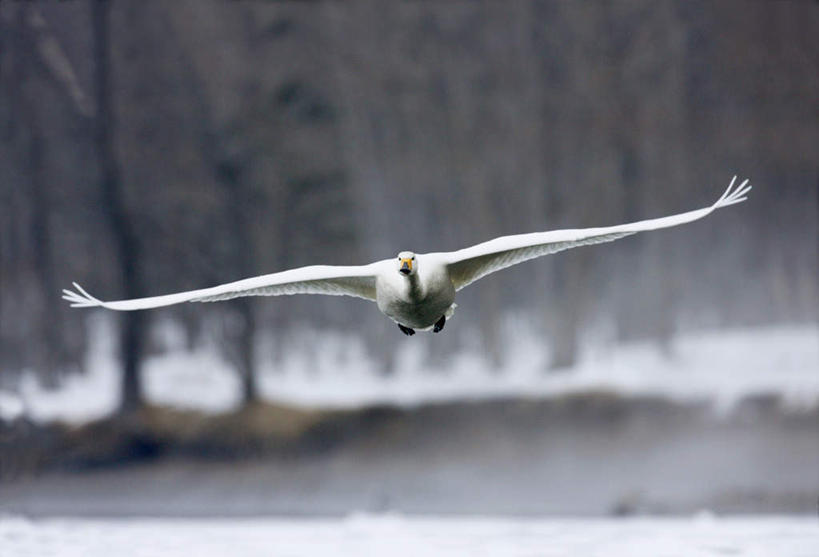 无人,横图,室外,白天,正面,旅游,度假,美景,森林,树林,雪,植物,大雪,鸟,野生动物,天鹅,飞翔,伸展,张开,展翅,朦胧,模糊,飞行,翅膀,鸟类,积雪,景观,雪景,冬季,冬天,翱翔,注视,娱乐,飞舞,树,树木,一只,绿色,自然,动物,观察,看,享受,休闲,景色,放松,寒冷,可爱,生长,成长,观看,察看,关注,自然风光,张开翅膀,严寒,遨游,漫游,大天鹅,黄嘴天鹅,咳声天鹅,展开翅膀,鹄,彩图,全身