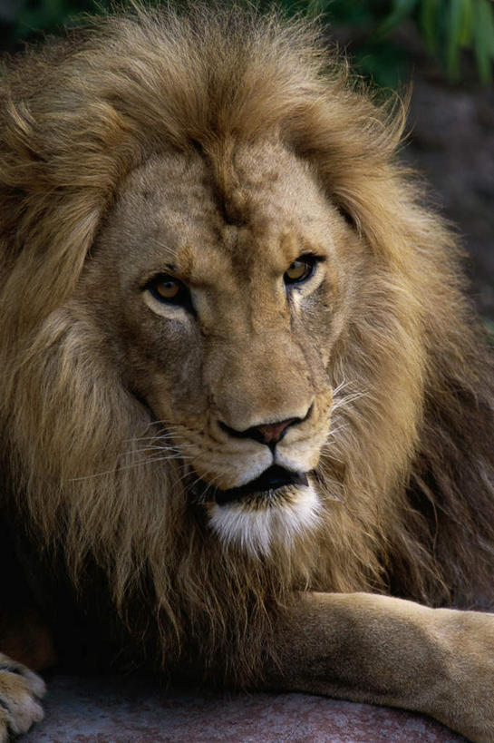 头,无人,竖图,室外,特写,白天,正面,哺乳动物,野生动物,狮子,朦胧,模糊,注视,一只,黄色,动物,观察,看,观看,察看,关注,凶猛,残暴,凶残,头部,半身,彩图