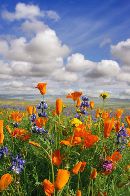 无人,竖图,室外,白天,正面,旅游,度假,花海,花圃,美景,植物,罂粟,叶子,美国,阴影,盛开,光线,影子,地平线,景观,云,云朵,辽阔,羽扇豆,鲁冰花,草药,地面,花蕾,云彩,娱乐,中药,花,花瓣,花朵,花卉,鲜花,蓝色,绿色,白云,蓝天,天空,阳光,自然,花丛,花束,花田,天,花苞,花蕊,享受,休闲,广阔,景色,放松,母爱,晴朗,一望无际,毒品,北美,北美洲,加利福尼亚,自然风光,延伸,美洲,药材,中草药,白羽扇豆,加州,中药材,本草,加利福尼亚州,圣路易斯.奥比斯波,卡里索平原,金州,黄金州,天地相交,止痛,镇静,安眠,北亚美利加洲,亚美利加洲,奉献,无私,圣路易斯奥比斯波,圣路易斯.奥比斯波县,苦涩,无边无际,一马平川,晴空,罂粟花,彩图