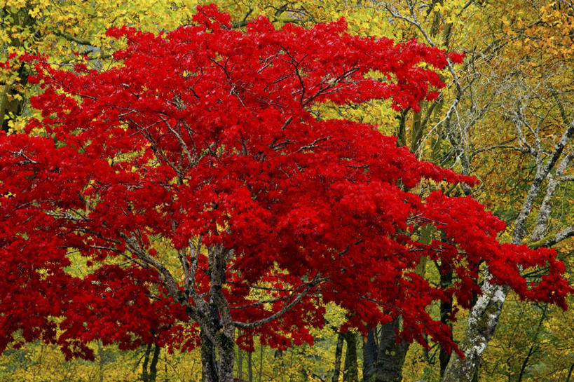 无人,横图,室外,白天,正面,旅游,度假,草地,草坪,美景,森林,树林,植物,华盛顿,美国,景观,娱乐,草,树,树木,红色,绿色,自然,享受,休闲,景色,放松,生长,成长,北美,北美洲,自然风光,美洲,华盛顿州,常绿之州,常青州,北亚美利加洲,亚美利加洲,彩图