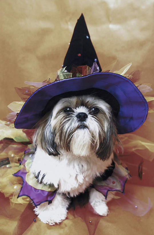 无人,坐,竖图,室内,白天,正面,宠物,狗,帽子,阴影,节日,庆祝,装饰,反射,丝绸,丝带,影子,缎带,注视,文化,狮子狗,绸带,一只,动物,观察,看,庆典,万圣节,可爱,摄影,影棚,观看,纪念,华丽,修饰,点缀,察看,关注,西施犬,忠诚,赛珠犬,巫师帽,衬托,美观,雅致,雅观,狮子犬,西施狗,犬,坐着,半身,彩图,影棚拍摄,拍摄