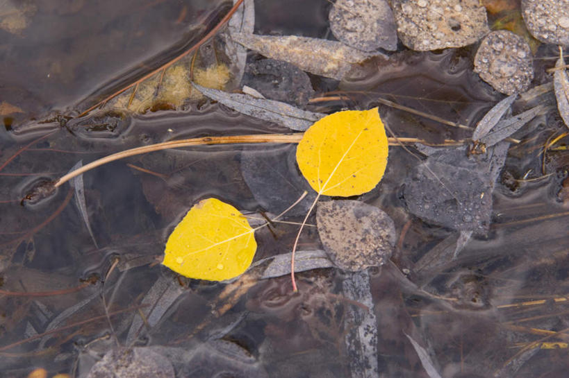 无人,横图,俯视,室外,特写,白天,湖,湖泊,美景,秋季,水,叶子,许多,阴影,漂浮,飘扬,反射,影子,湖面,景观,水流,水面,枯叶,落叶,飘落,黄色,自然,湖水,景色,下沉,自然风光,降落,飘零,叶,叶片,秋,秋天,彩图,高角度拍摄