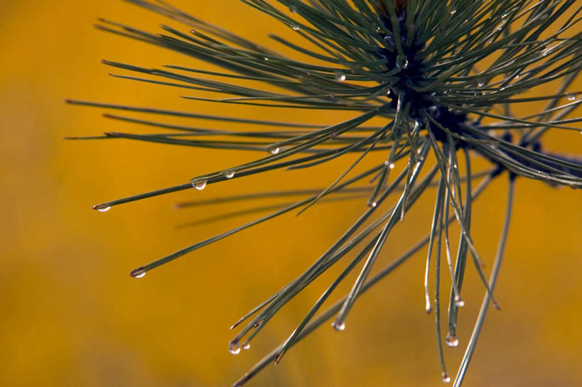无人,横图,室外,特写,白天,正面,美景,水,露水,书籍,叶子,朦胧,模糊,透明,液体,景观,水滴,绿叶,水珠,自然,露珠,嫩叶,景色,生机,剔透,自然风光,常绿树,灵动,通明,叶,叶片,书,图书,针叶树,彩图,软材,晶莹