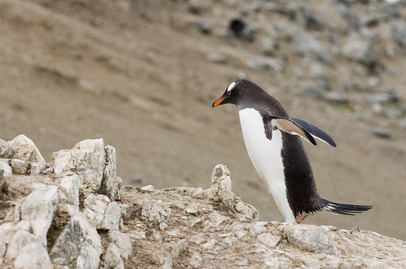 无人,走,伸展双臂,横图,室外,白天,侧面,石头,沙滩,企鹅,野生动物,朦胧,模糊,沙子,石子,海岸,沙地,注视,一只,动物,观察,看,可爱,活泼,观看,察看,关注,巴布亚企鹅,白眉企鹅,金图企鹅,海滩,石块,岩石,步行,敞开双臂,散步,伸开双臂,展开双肩,张开手臂,张开双臂,走路,彩图,全身