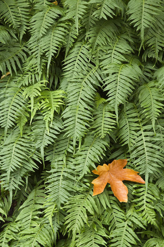 无人,竖图,室外,特写,白天,正面,旅游,度假,美景,秋季,植物,叶子,美国,高地,景观,枫叶,枯叶,落叶,娱乐,树,树木,黄色,红色,绿色,自然,享受,休闲,景色,放松,生长,成长,枫树叶,北美,北美洲,自然风光,美洲,河谷,俄勒冈州,哥伦比亚河谷,俄勒冈,北亚美利加洲,亚美利加洲,落日之州,水獭之州,海狸州,哥伦比亚谷,哥伦比亚山谷,叶,叶片,秋,秋天,彩图