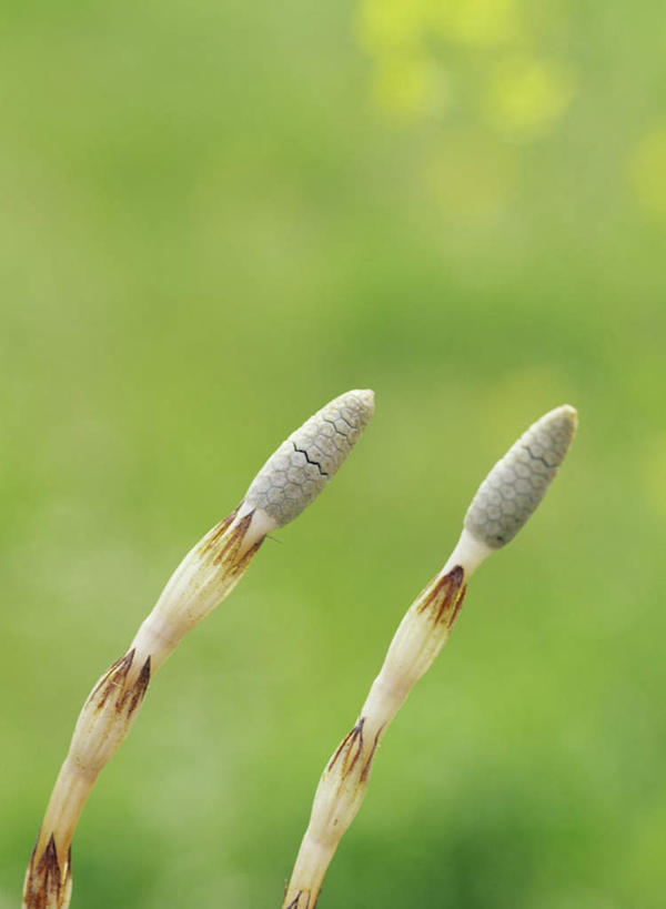 无人,竖图,室外,特写,白天,正面,美景,植物,朦胧,模糊,景观,草药,药草,中药,自然,景色,两株,自然风光,药材,中草药,中药材,本草,问荆,接续草,公母草,搂接草,空心草,马蜂草,猪鬃草,黄蚂草,节节草,接骨草,彩图,木贼
