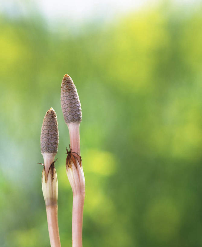 无人,竖图,室外,特写,白天,正面,旅游,度假,草地,草坪,美景,植物,朦胧,模糊,景观,娱乐,草,绿色,自然,享受,休闲,景色,放松,两株,自然风光,问荆,接续草,公母草,搂接草,空心草,马蜂草,猪鬃草,黄蚂草,节节草,接骨草,彩图,木贼