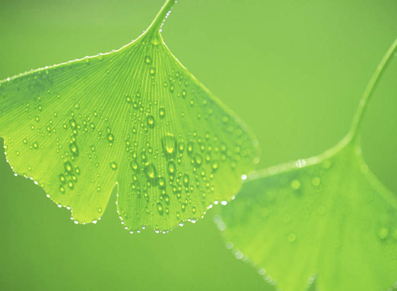 无人,横图,室外,特写,白天,正面,美景,水,植物,露水,叶子,两片,朦胧,模糊,透明,纹路,纹理,液体,景观,水滴,草药,药草,中药,水珠,树叶,绿色,自然,露珠,银杏叶,景色,生机,剔透,自然风光,药材,中草药,中药材,本草,肌理,灵动,白果叶,通明,叶片,彩图,晶莹