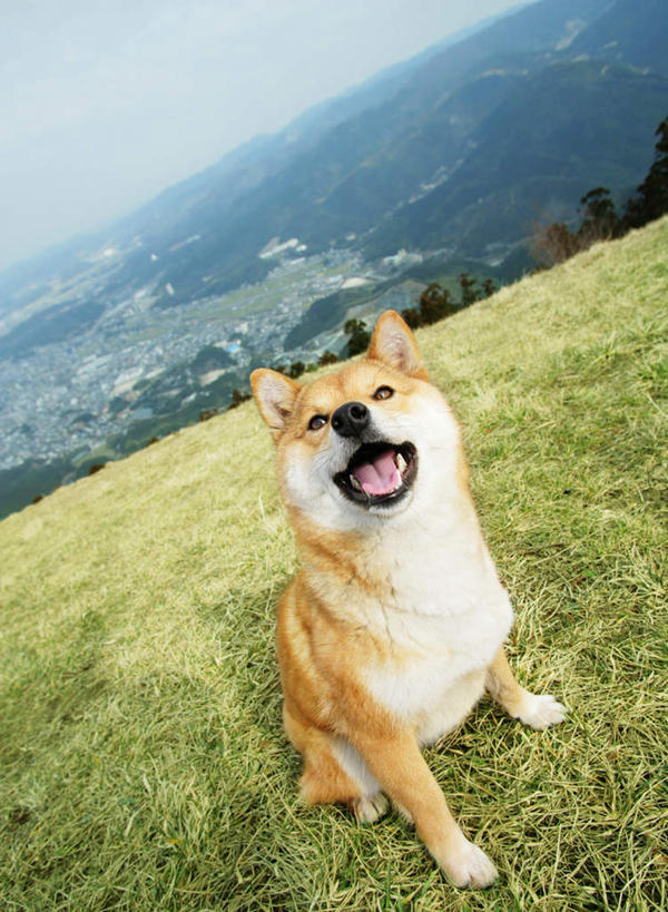 无人,坐,竖图,室外,白天,正面,草地,草坪,美景,山,山脉,植物,宠物,狗,景观,山峰,山峦,注视,草,一只,黄色,绿色,自然,动物,群山,观察,看,张嘴,景色,可爱,观看,察看,关注,自然风光,张大嘴巴,秋田犬,忠诚,日本秋田犬,张开嘴,犬,坐着,彩图,全身