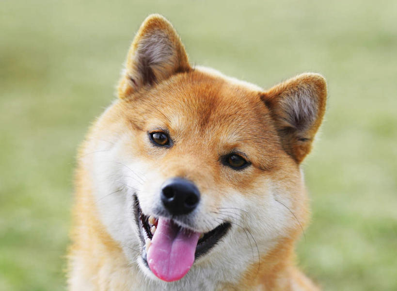 头,无人,站,横图,室外,特写,白天,正面,草地,草坪,美景,植物,宠物,狗,朦胧,模糊,景观,注视,吐舌头,草,一只,黄色,绿色,自然,动物,观察,看,伸舌头,站着,吐舌,景色,可爱,观看,察看,关注,自然风光,秋田犬,忠诚,日本秋田犬,头部,犬,站立,半身,彩图