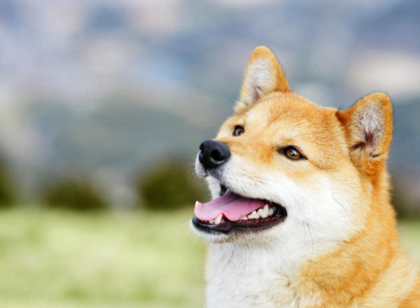 头,无人,站,横图,室外,特写,白天,正面,草地,草坪,美景,山,植物,宠物,狗,朦胧,模糊,景观,山峰,山峦,注视,草,一只,黄色,绿色,自然,动物,看,站着,张嘴,景色,可爱,关注,自然风光,张大嘴巴,秋田犬,忠诚,日本秋田犬,头部,张开嘴,犬,抬头,仰头,站立,半身,彩图