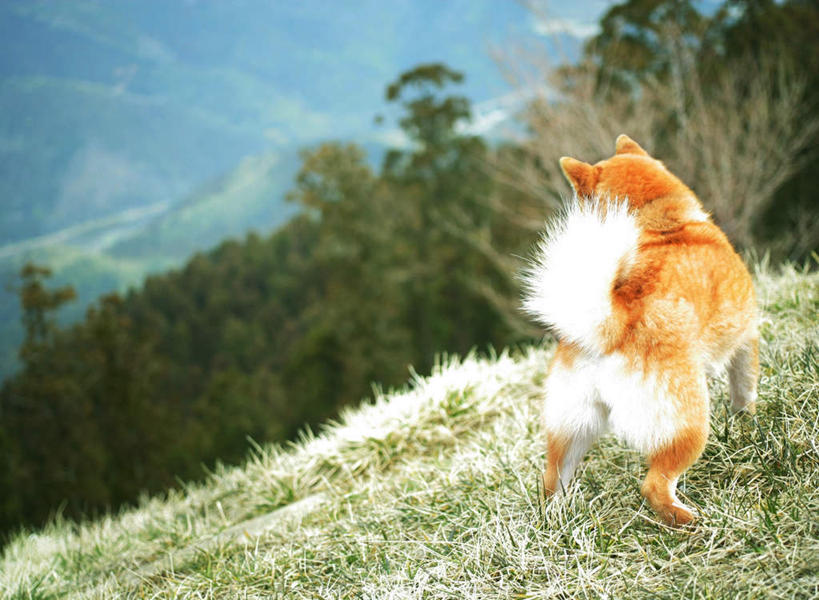 无人,站,横图,俯视,室外,白天,草地,草坪,美景,山,山脉,植物,宠物,狗,景观,山峰,山峦,注视,草,树,树木,一只,黄色,绿色,自然,动物,群山,观察,看,站着,景色,可爱,生长,成长,观看,察看,关注,自然风光,秋田犬,忠诚,日本秋田犬,犬,站立,彩图,高角度拍摄,全身