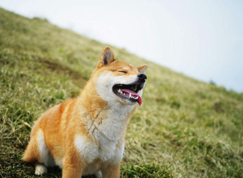 无人,坐,横图,室外,特写,白天,正面,草地,草坪,美景,植物,宠物,狗,朦胧,模糊,景观,注视,吐舌头,草,一只,黄色,绿色,自然,动物,观察,看,伸舌头,张嘴,吐舌,景色,可爱,观看,察看,关注,自然风光,张大嘴巴,秋田犬,忠诚,日本秋田犬,张开嘴,犬,坐着,半身,彩图