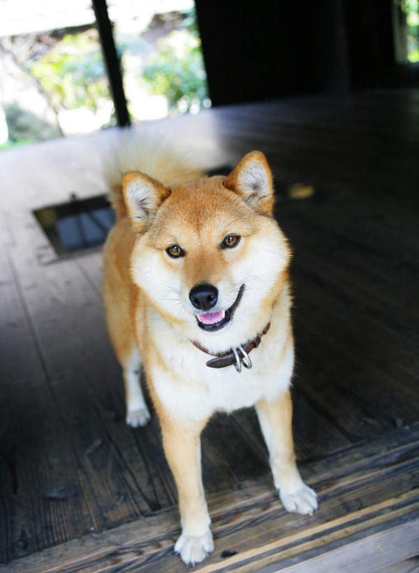 无人,站,竖图,室内,白天,正面,窗户,地板,宠物,狗,阴影,朦胧,模糊,光线,影子,地面,注视,木地板,玻璃窗,一只,黄色,阳光,动物,观察,看,站着,可爱,观看,察看,关注,秋田犬,忠诚,日本秋田犬,项圈,犬,站立,彩图,全身