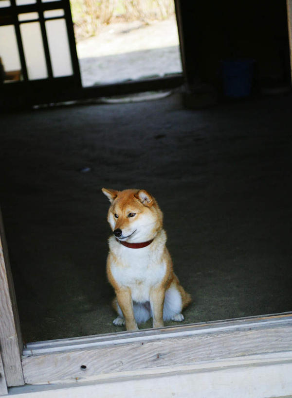 无人,家,坐,竖图,俯视,室内,白天,门,宠物,狗,房屋,屋子,地面,注视,楼房,住宅,一只,黄色,动物,门框,观察,看,可爱,观看,察看,关注,秋田犬,忠诚,日本秋田犬,犬,坐着,彩图,高角度拍摄,全身,房子