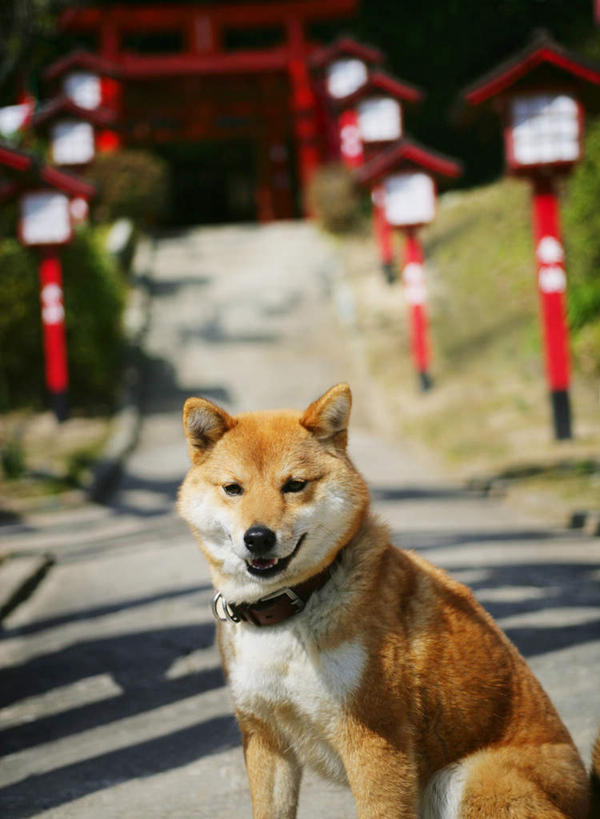 无人,栏杆,坐,竖图,室外,白天,正面,草地,草坪,美景,植物,道路,路,宠物,狗,阴影,节日,光线,影子,鸟居,景观,围栏,小路,神社,交通,注视,文化,护栏,草,一只,黄色,红色,绿色,黑色,阳光,自然,动物,观察,看,祈祷,健康,景色,可爱,许愿,宗教,信仰,观看,纪念,神道,祈求,祭祀,察看,关注,自然风光,秋田犬,忠诚,神道教,日本秋田犬,社屋,平安,项圈,犬,坐着,半身,彩图
