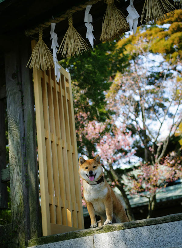 无人,坐,竖图,室外,白天,仰视,植物,门,宠物,狗,节日,神社,地面,注视,文化,树,树木,一只,黄色,绿色,自然,动物,门框,观察,看,祈祷,健康,可爱,许愿,宗教,信仰,生长,成长,观看,纪念,神道,祈求,祭祀,察看,关注,秋田犬,忠诚,神道教,日本秋田犬,社屋,平安,犬,坐着,彩图,低角度拍摄,全身