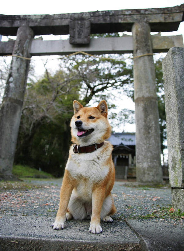 无人,坐,竖图,室外,白天,仰视,草地,草坪,美景,植物,宠物,狗,节日,鸟居,景观,神社,注视,文化,草,一只,黄色,绿色,黑色,自然,动物,观察,看,祈祷,健康,景色,可爱,许愿,宗教,信仰,观看,纪念,神道,祈求,祭祀,察看,关注,自然风光,秋田犬,忠诚,神道教,日本秋田犬,社屋,平安,项圈,犬,坐着,彩图,低角度拍摄,全身