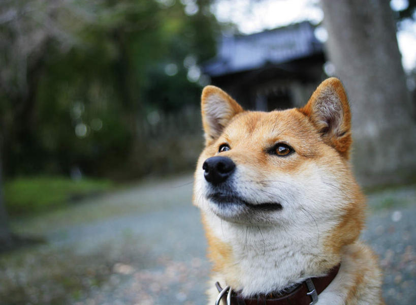 头,无人,家,坐,横图,室外,特写,白天,正面,草地,草坪,美景,植物,宠物,狗,节日,朦胧,模糊,房屋,屋子,景观,神社,注视,文化,楼房,住宅,草,一只,黄色,绿色,黑色,自然,动物,观察,看,祈祷,健康,景色,可爱,许愿,宗教,信仰,观看,纪念,神道,祈求,祭祀,察看,关注,自然风光,秋田犬,忠诚,神道教,日本秋田犬,社屋,平安,头部,项圈,犬,坐着,半身,彩图,房子