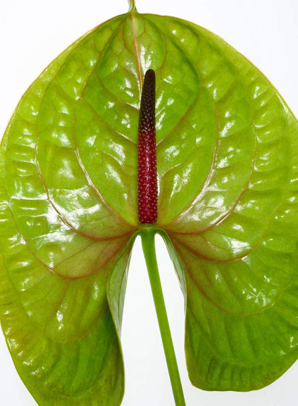 无人,竖图,俯视,室内,特写,白天,白色背景,热情,叶子,盛开,火鹤花,绿叶,安祖花,花蕾,花,花瓣,花朵,鲜花,一朵,红色,绿色,花苞,花蕊,嫩叶,摄影,影棚,红掌,花烛,红鹤芋,猪尾花,烛台花,蜡烛花,大展宏图,热血,叶,叶片,彩图,高角度拍摄,影棚拍摄,拍摄