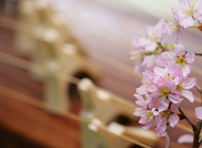 无人,横图,俯视,室内,特写,白天,幸福,纯洁,植物,樱花,静物,阴影,朦胧,模糊,盛开,反射,木制,影子,枝条,乐器,弦乐器,花蕾,花,花瓣,花朵,鲜花,树,树木,树枝,一个,木制品,花苞,花蕊,摄影,影棚,单个,等待,生命,弹拨弦鸣乐器,古筝,弹弦乐器,仙樱花,福岛樱,青肤樱,高尚,热烈,民族乐器,虬枝,枝杈,荆桃,彩图,高角度拍摄,影棚拍摄,拍摄,弹拨弦乐器