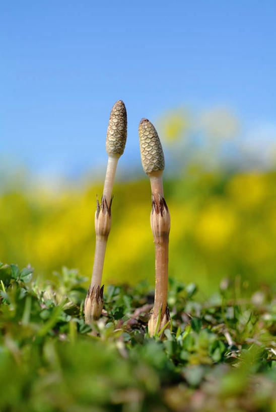 无人,竖图,室外,特写,白天,正面,草地,草坪,美景,植物,日本,亚洲,阴影,朦胧,模糊,光线,影子,景观,草,两个,蓝色,绿色,蓝天,天空,阳光,自然,天,景色,晴朗,自然风光,东亚,万里无云,日本国,问荆,接续草,公母草,搂接草,空心草,马蜂草,猪鬃草,黄蚂草,节节草,接骨草,晴空,晴空万里,彩图,木贼